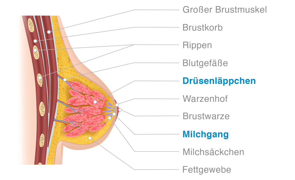 Brustkrebs Anatomie
