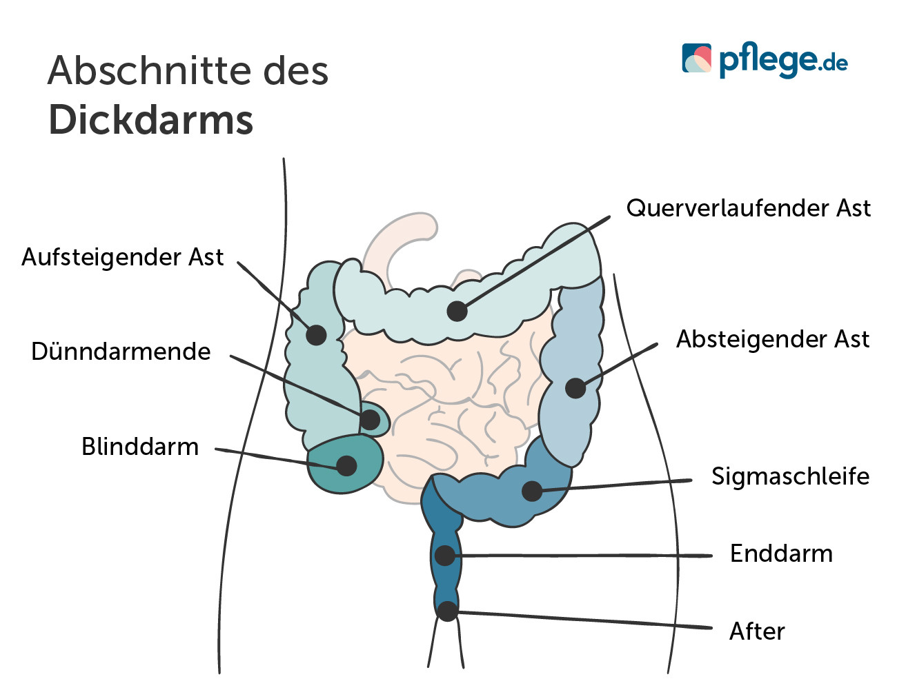 Abschnitte des Dickdarms