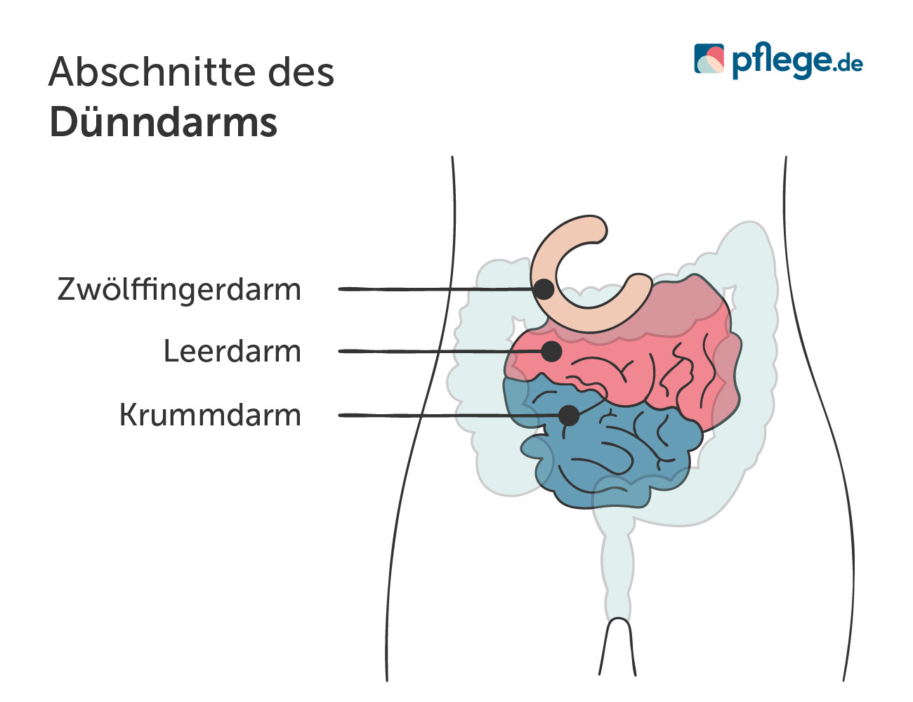 Abschnitte des Dünndarms