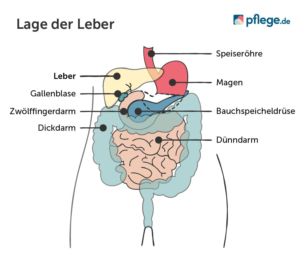 Lage der Leber beim Menschen