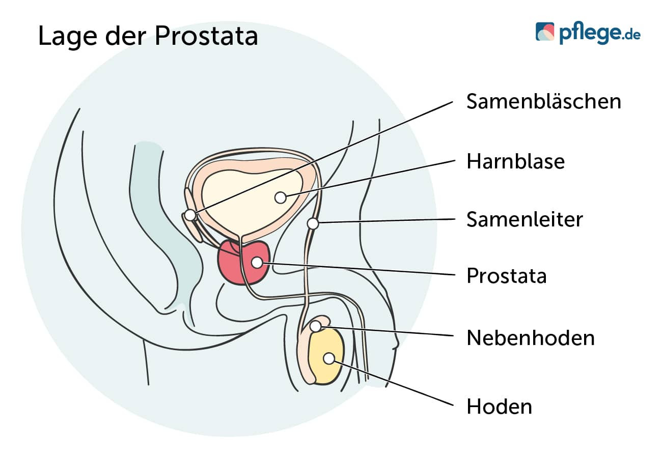 Lage der Prostata beim Mann
