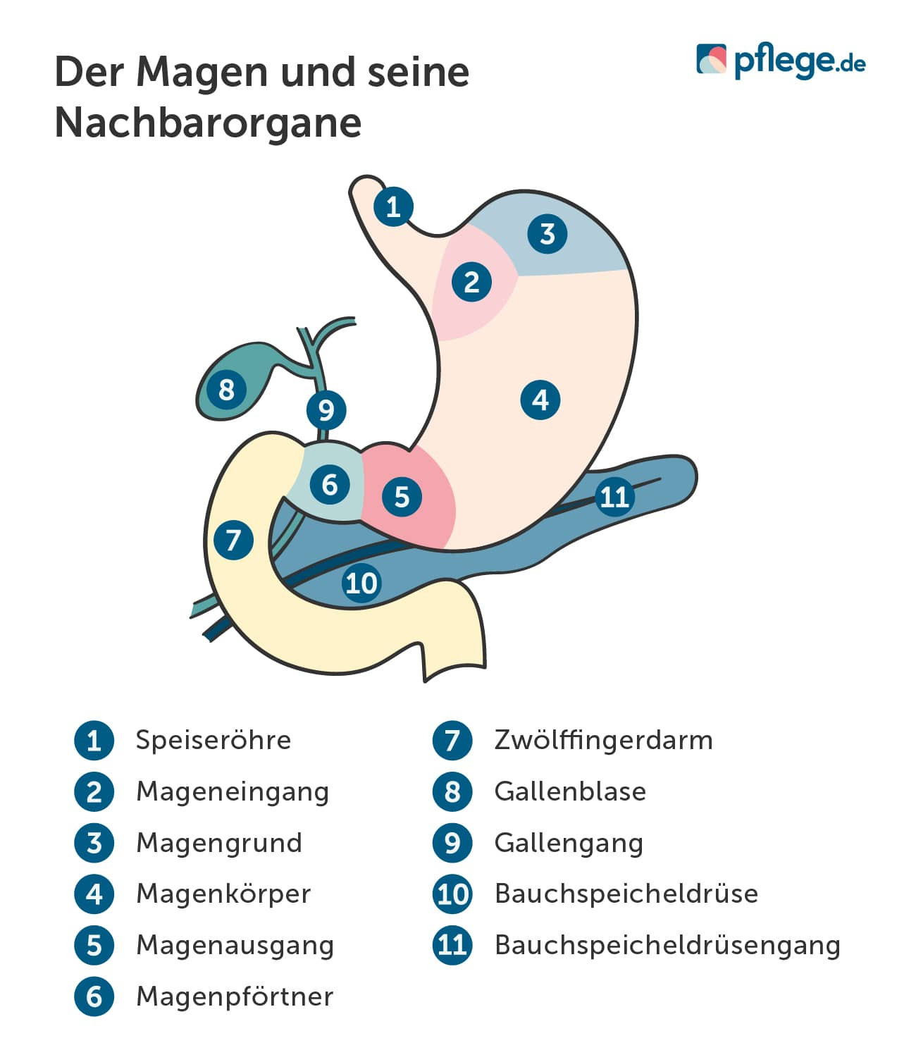 Der Magen und seine Nachbarorgane im Bauchraum