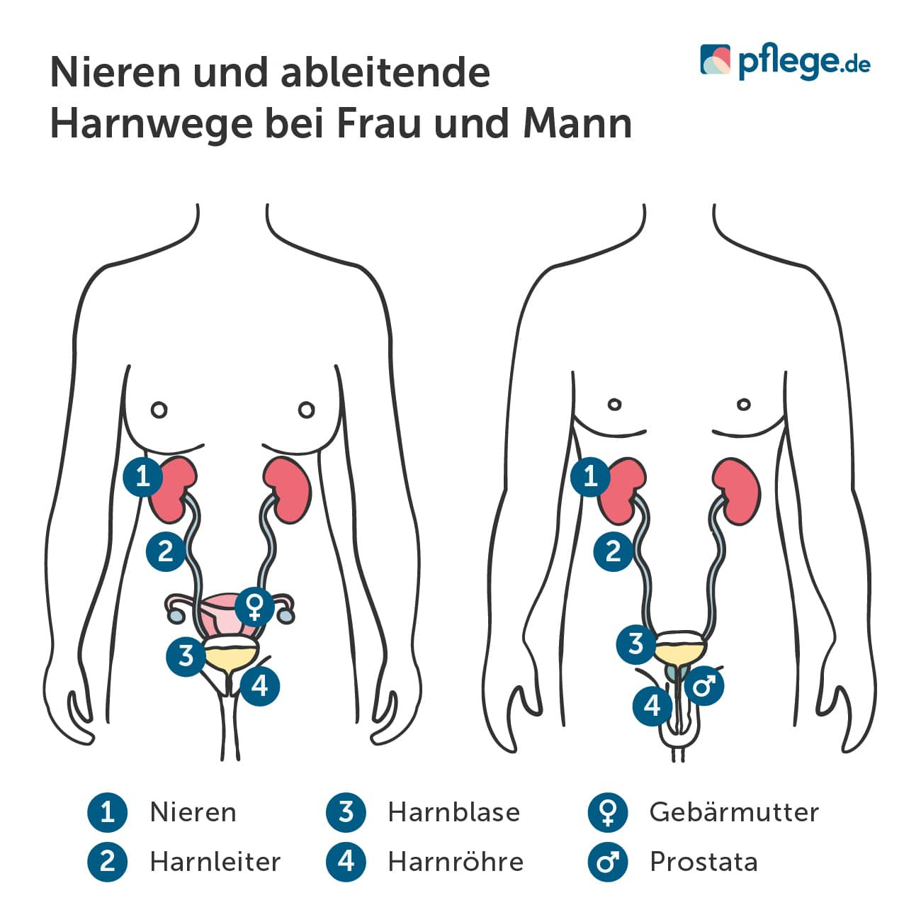 Nieren und ableitende Harnwege bei Frauen und Männern