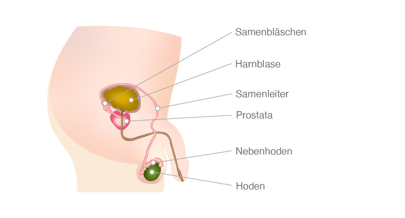 Prostata