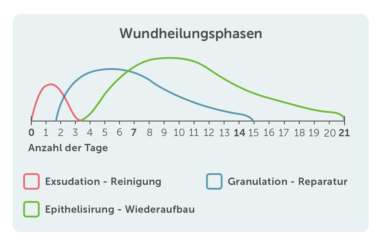 Wundheilungsphasen